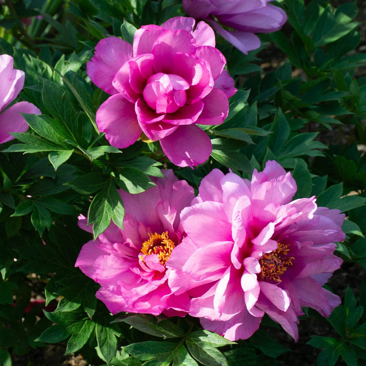 Itoh Peony 'Morning Lilac'