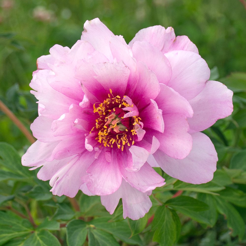 Itoh Peony 'Morning Lilac'