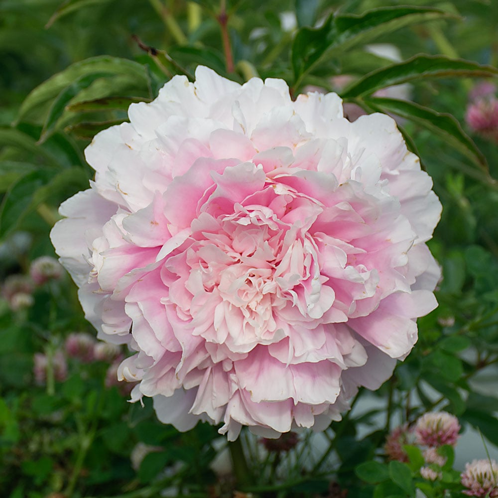 Peony 'Dinner Plate'