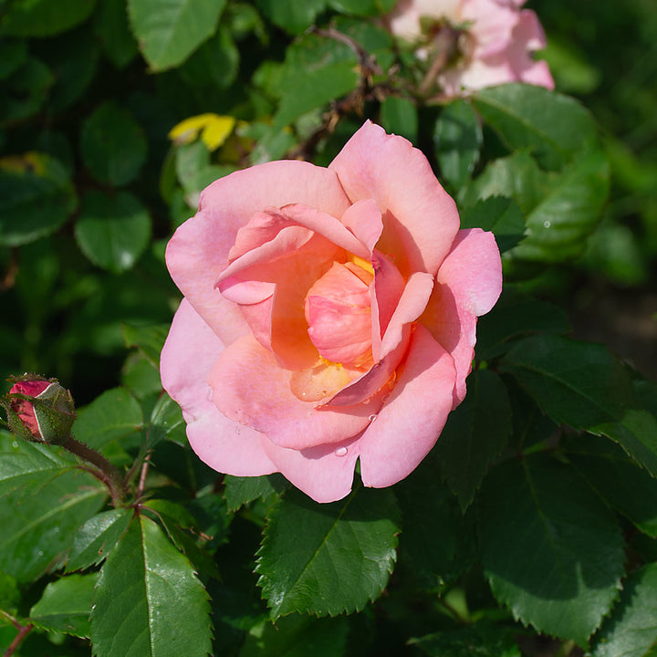 Rose Peachy Knock Out®