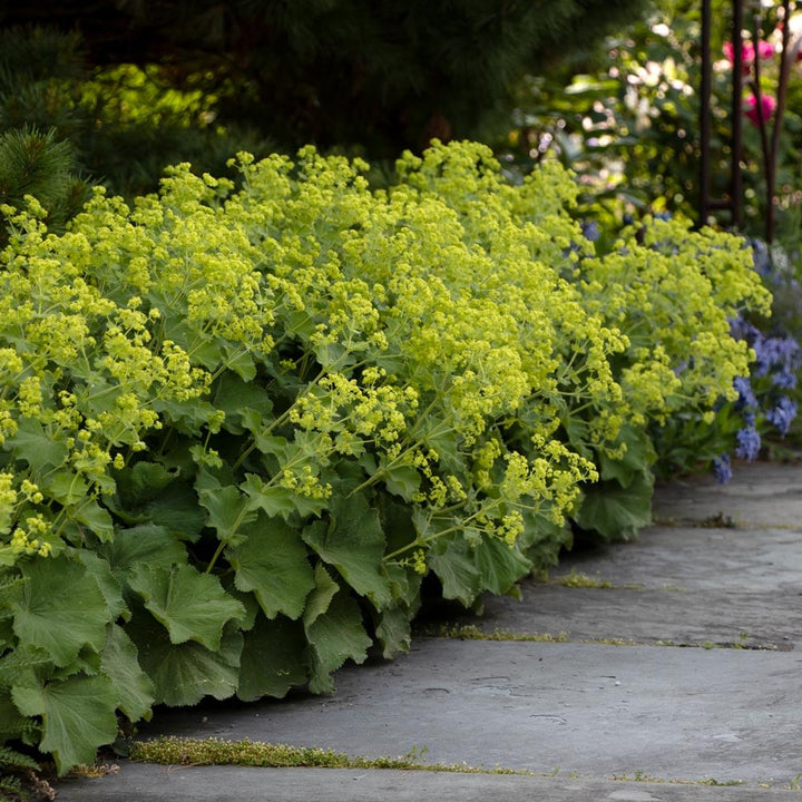 Alchemilla mollis
