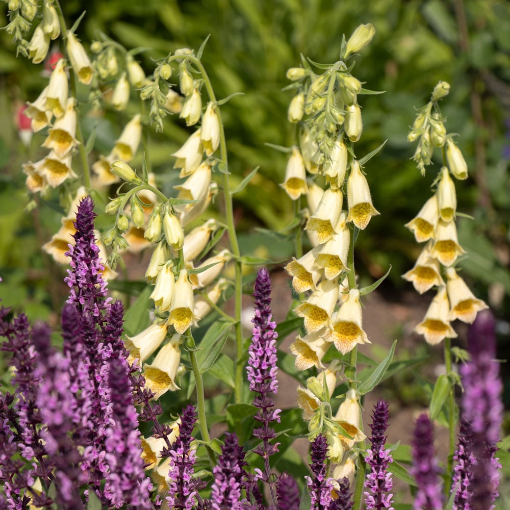Digitalis grandiflora