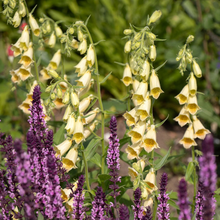 Digitalis grandiflora