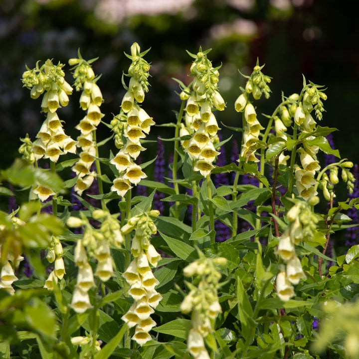 Digitalis grandiflora