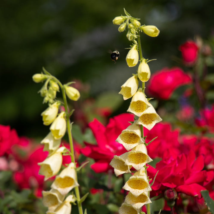 Digitalis grandiflora