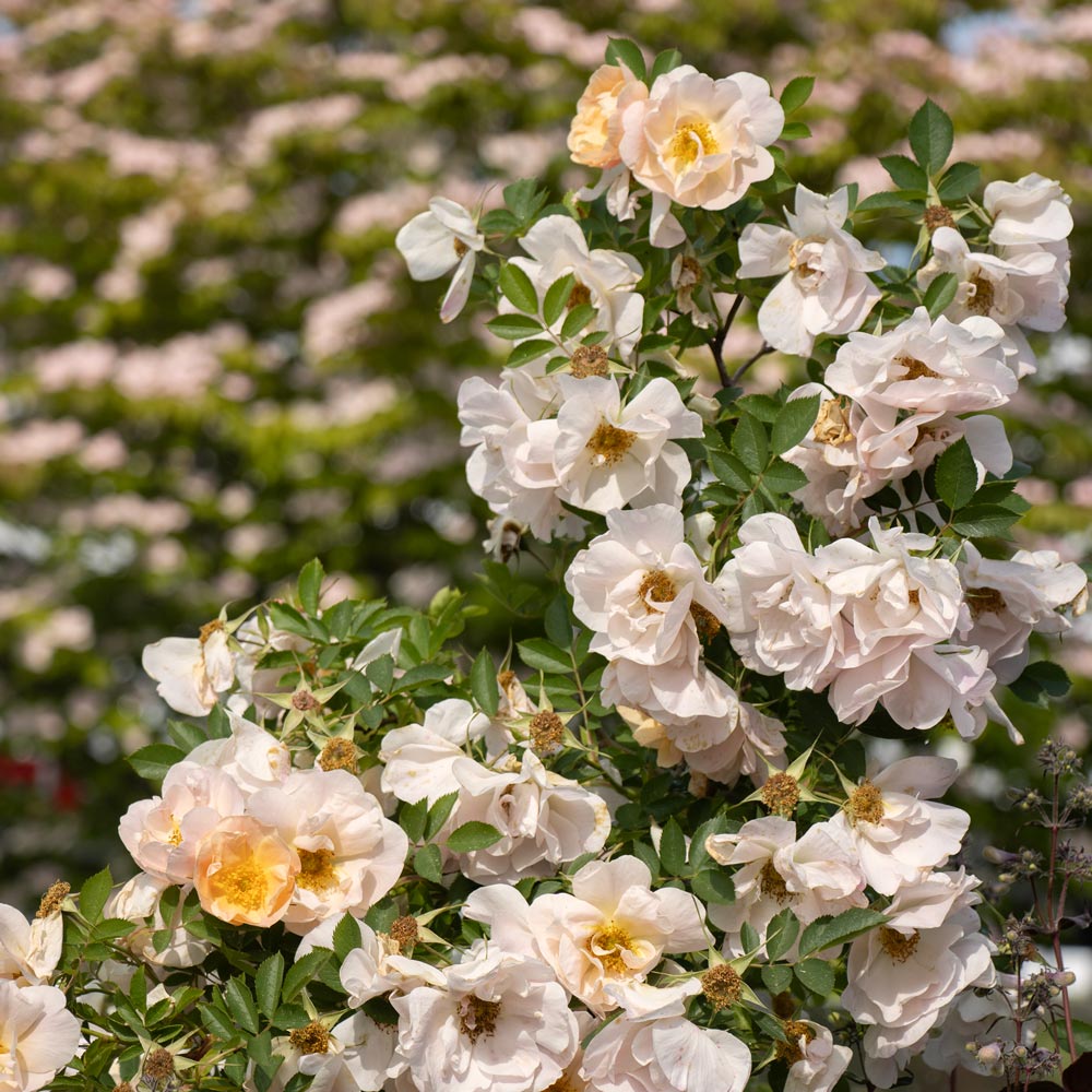 Rose Above and Beyond™