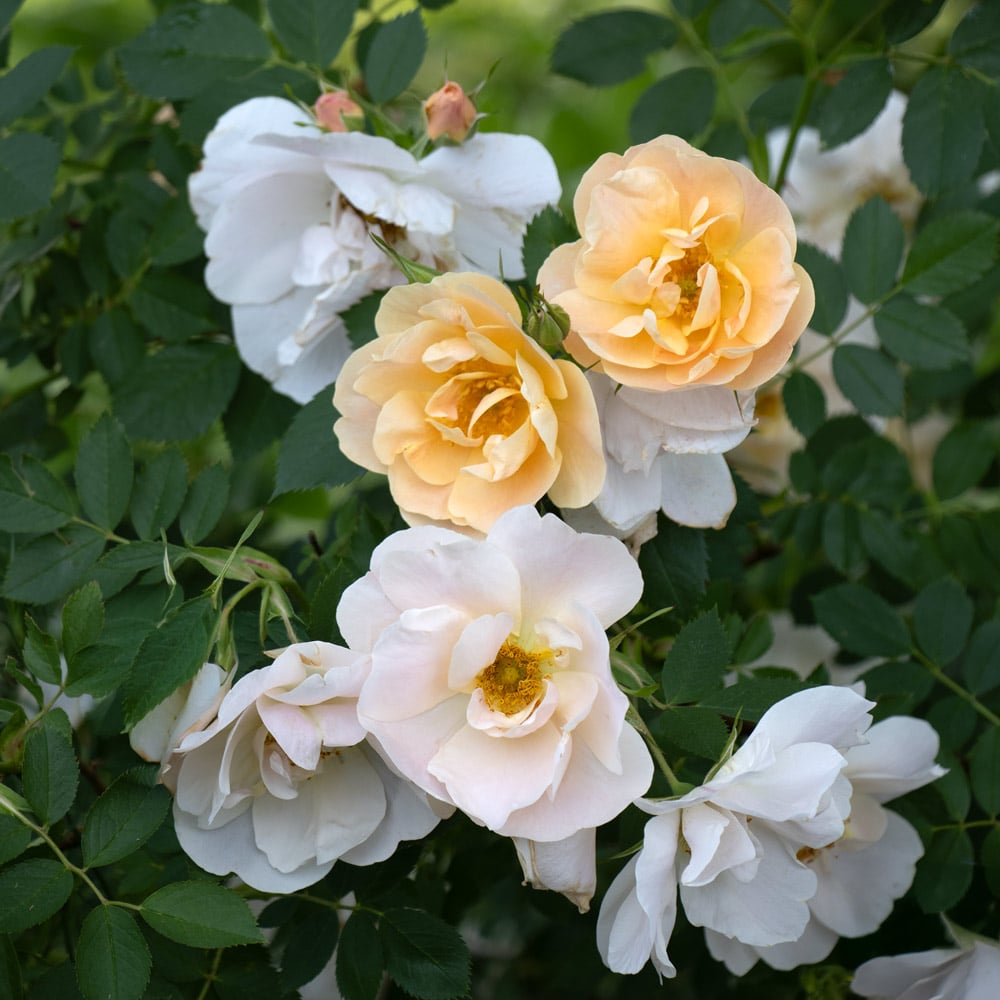 Rose Above and Beyond™
