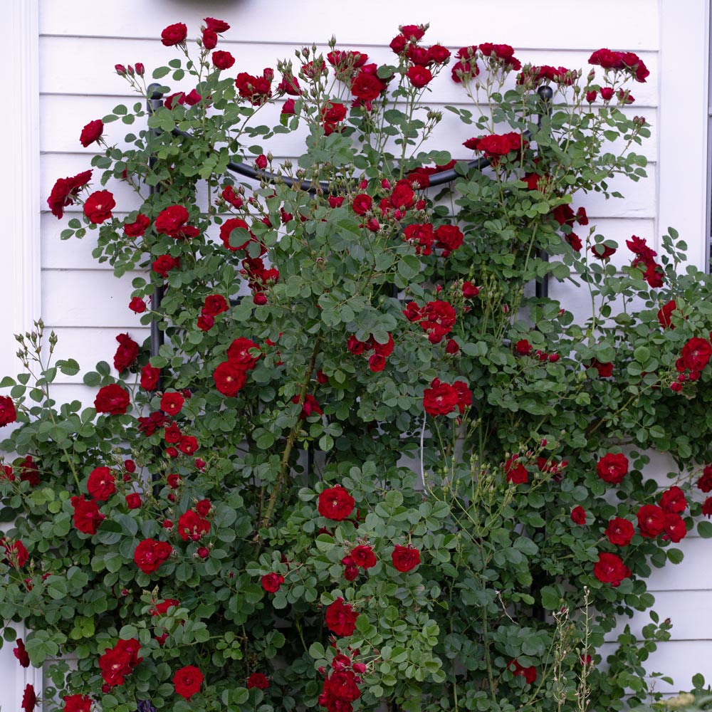 Rose Cherry Frost™