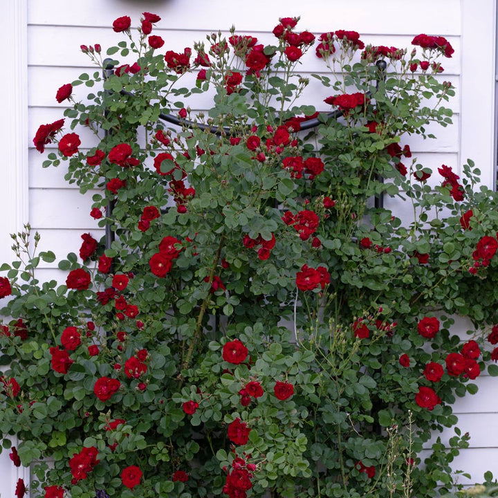Rose Cherry Frost™