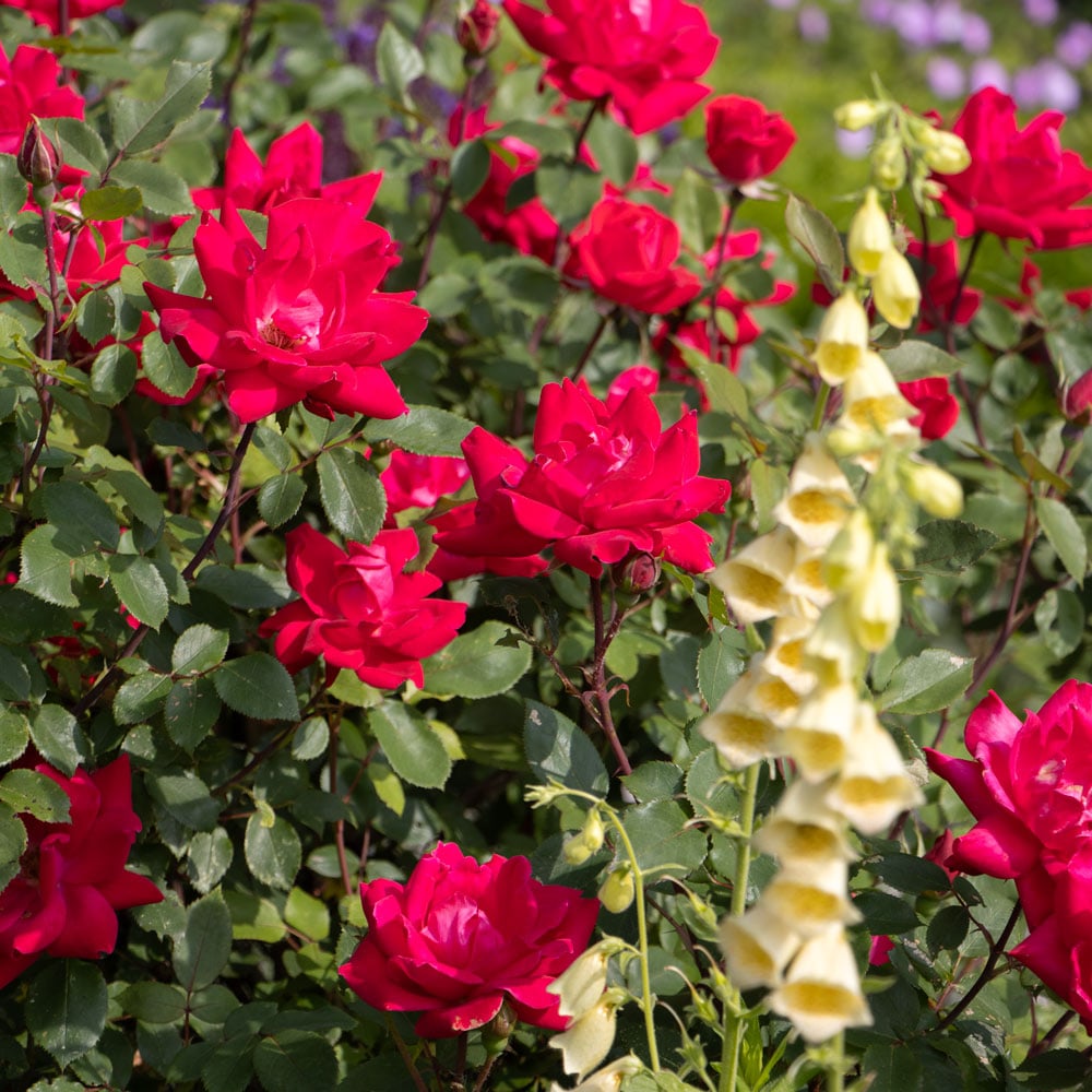 Rose Double Knock Out®