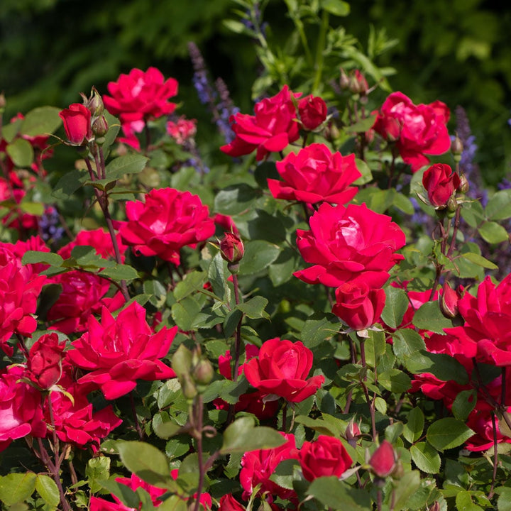 Rose Double Knock Out®