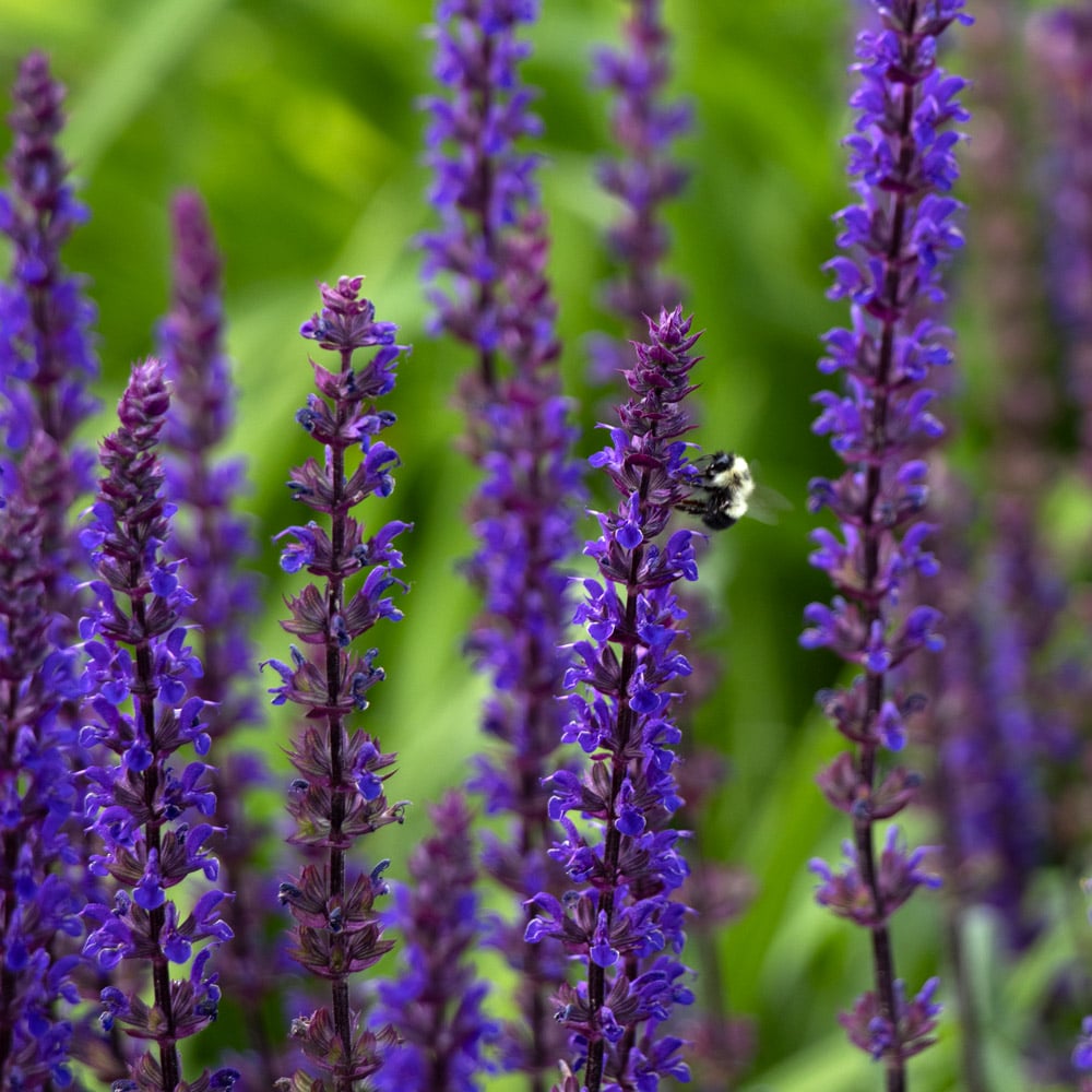 Salvia nemorosa 'Caradonna'