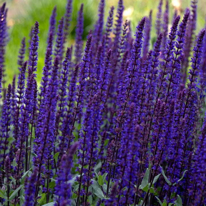 Salvia nemorosa 'Caradonna'