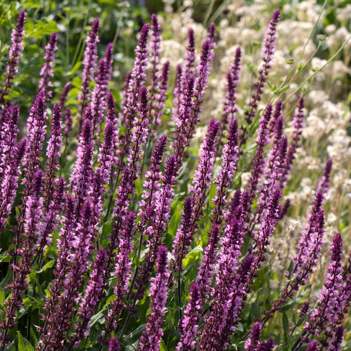 Salvia nemorosa Caradonna Pink Inspiration