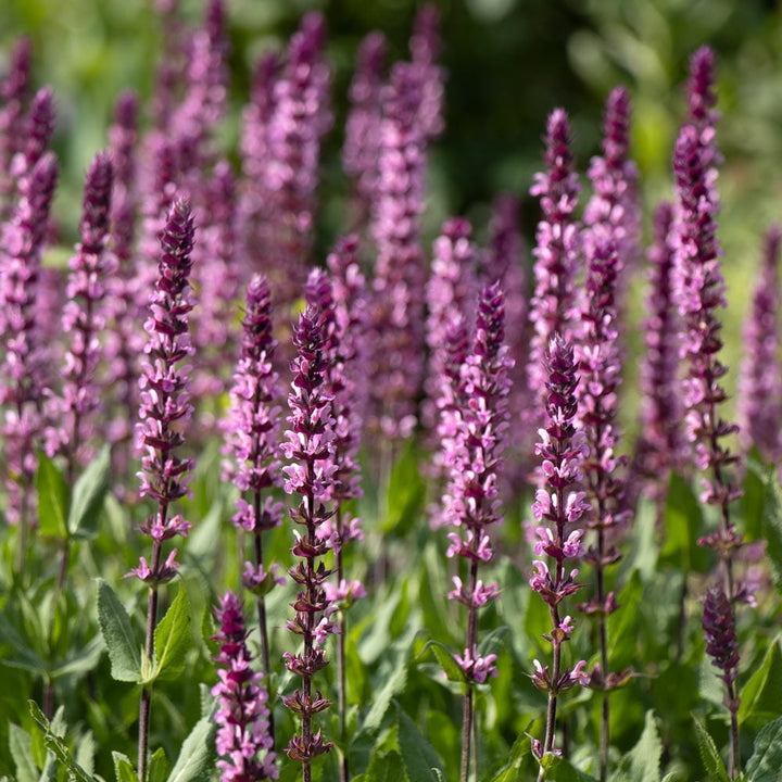 Salvia nemorosa Caradonna Pink Inspiration