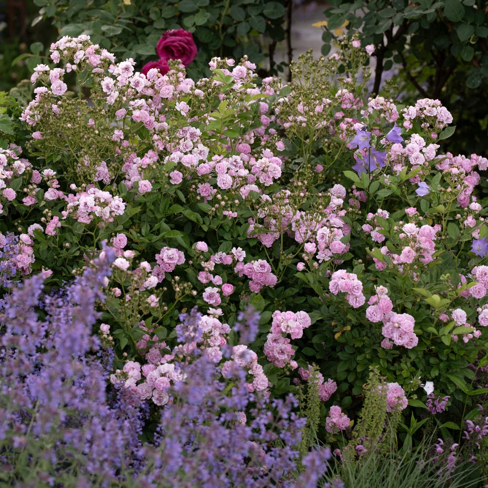 Rose 'The Fairy'