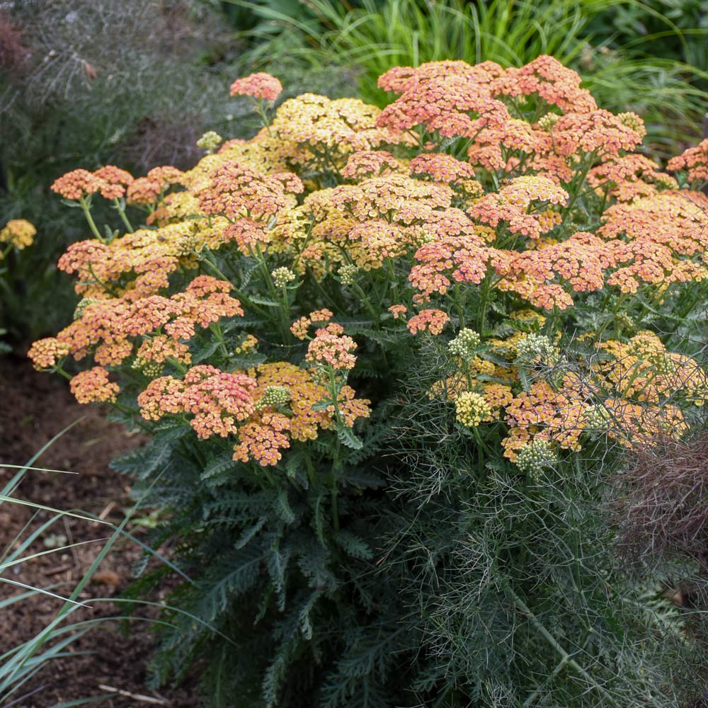 Achillea 'Firefly Peach Sky'