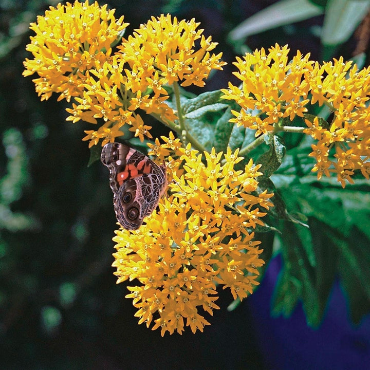 Asclepias tuberosa 'Hello Yellow'