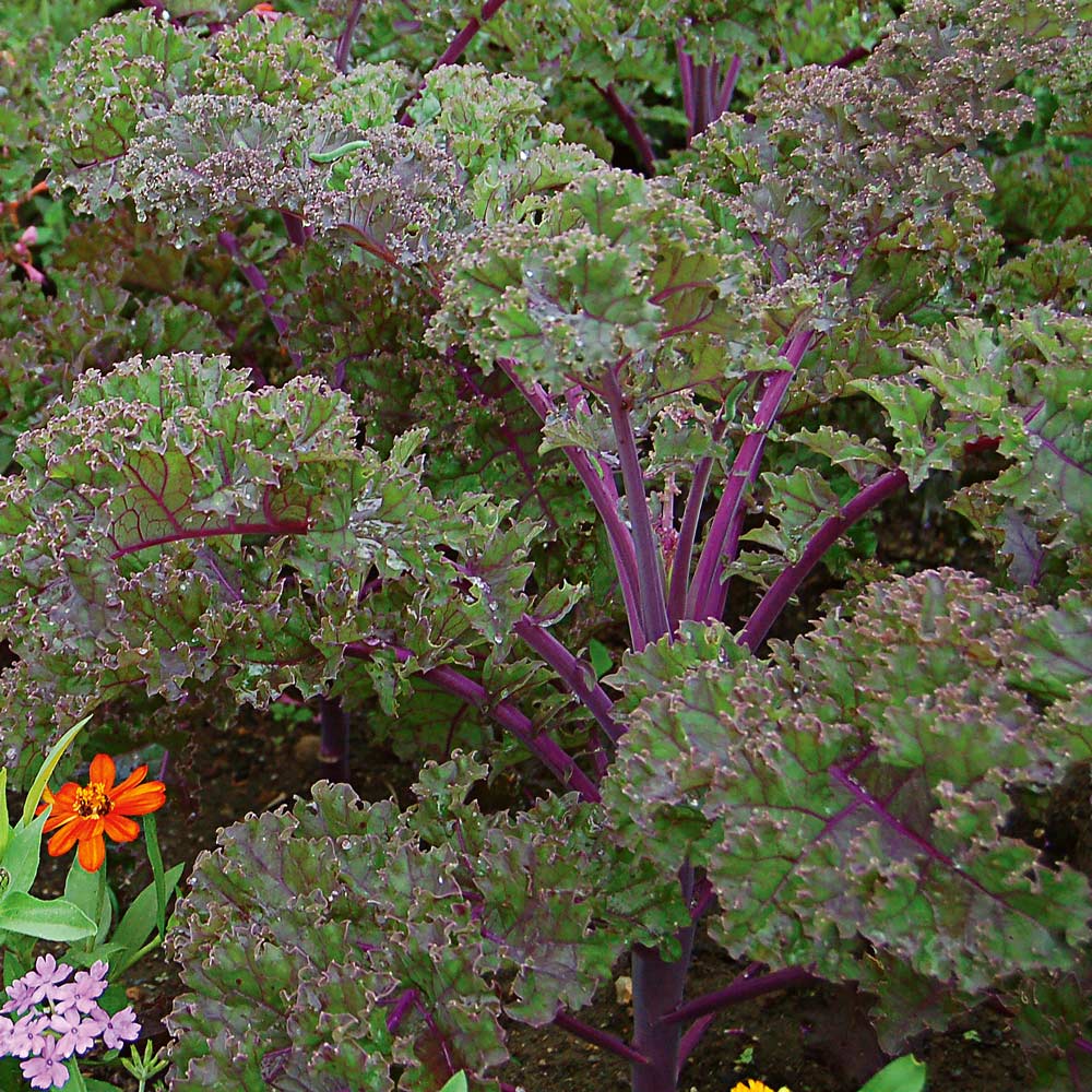 Blue Notes Fall Container Garden