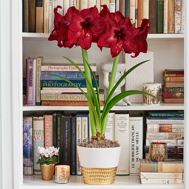 Amaryllis 'Red Pearl,' one bulb in ceramic cachepot
