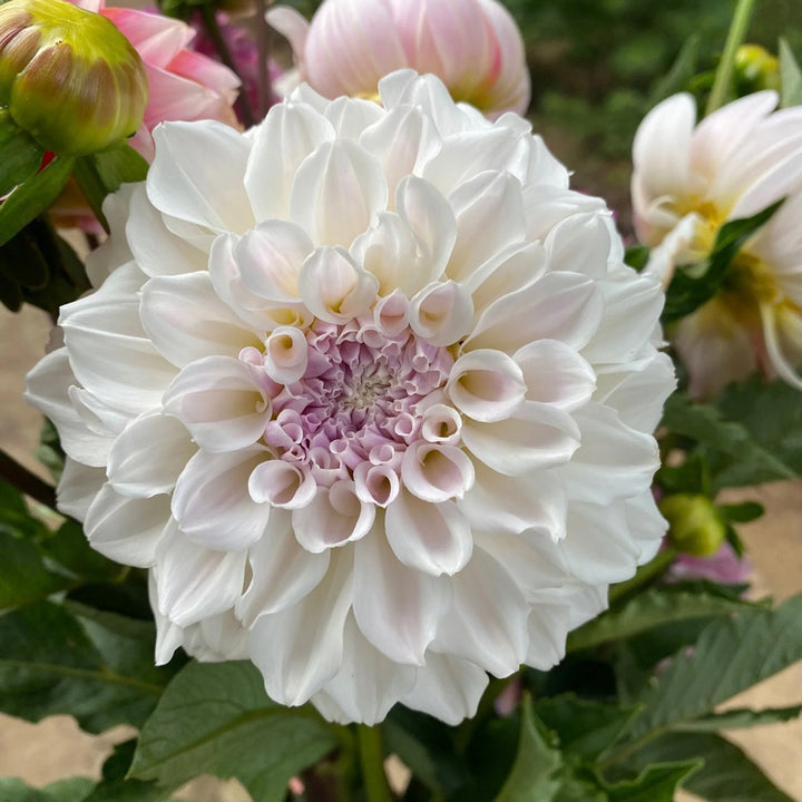 Dahlia Irish Ruffles