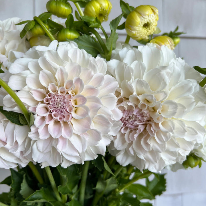 Dahlia Irish Ruffles