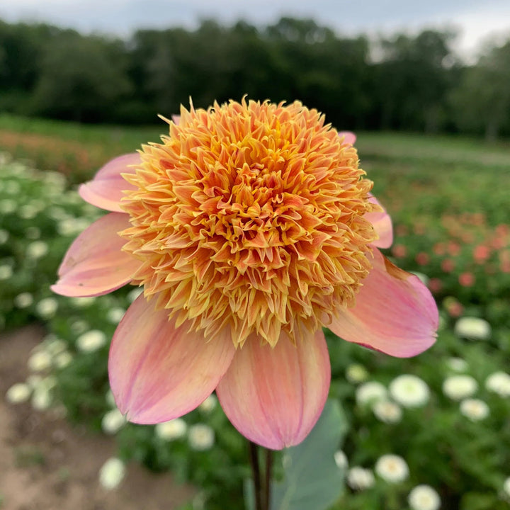 Dahlia Sandia Brocade