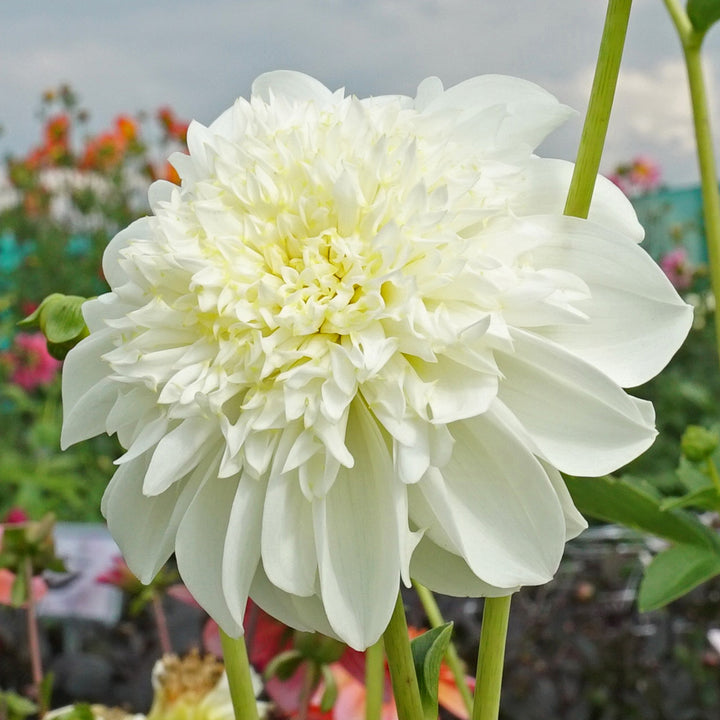 Dahlia Zahara