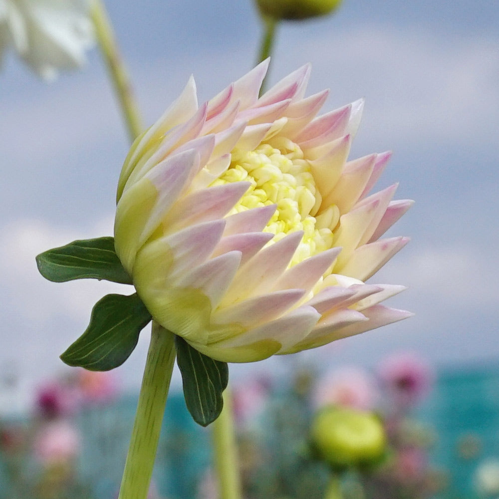 Dahlia Zahara