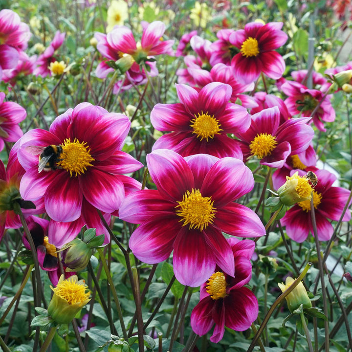 Dahlia Bashfull