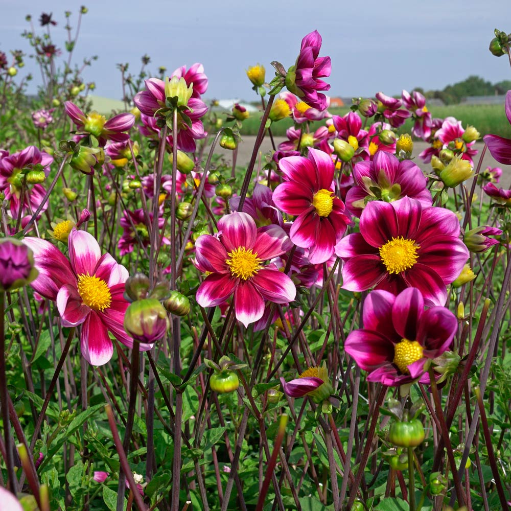 Dahlia Bashfull