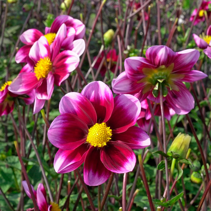 Dahlia Bashfull