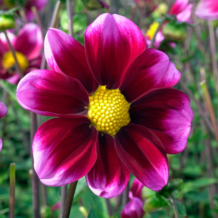 Dahlia Bashfull