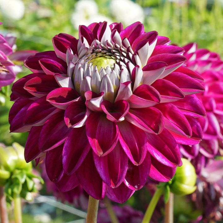 Dahlia Embassy