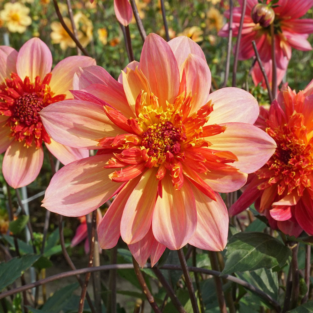 Dahlia Lava Glow