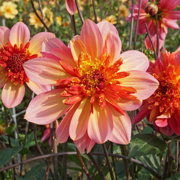 Dahlia Lava Glow