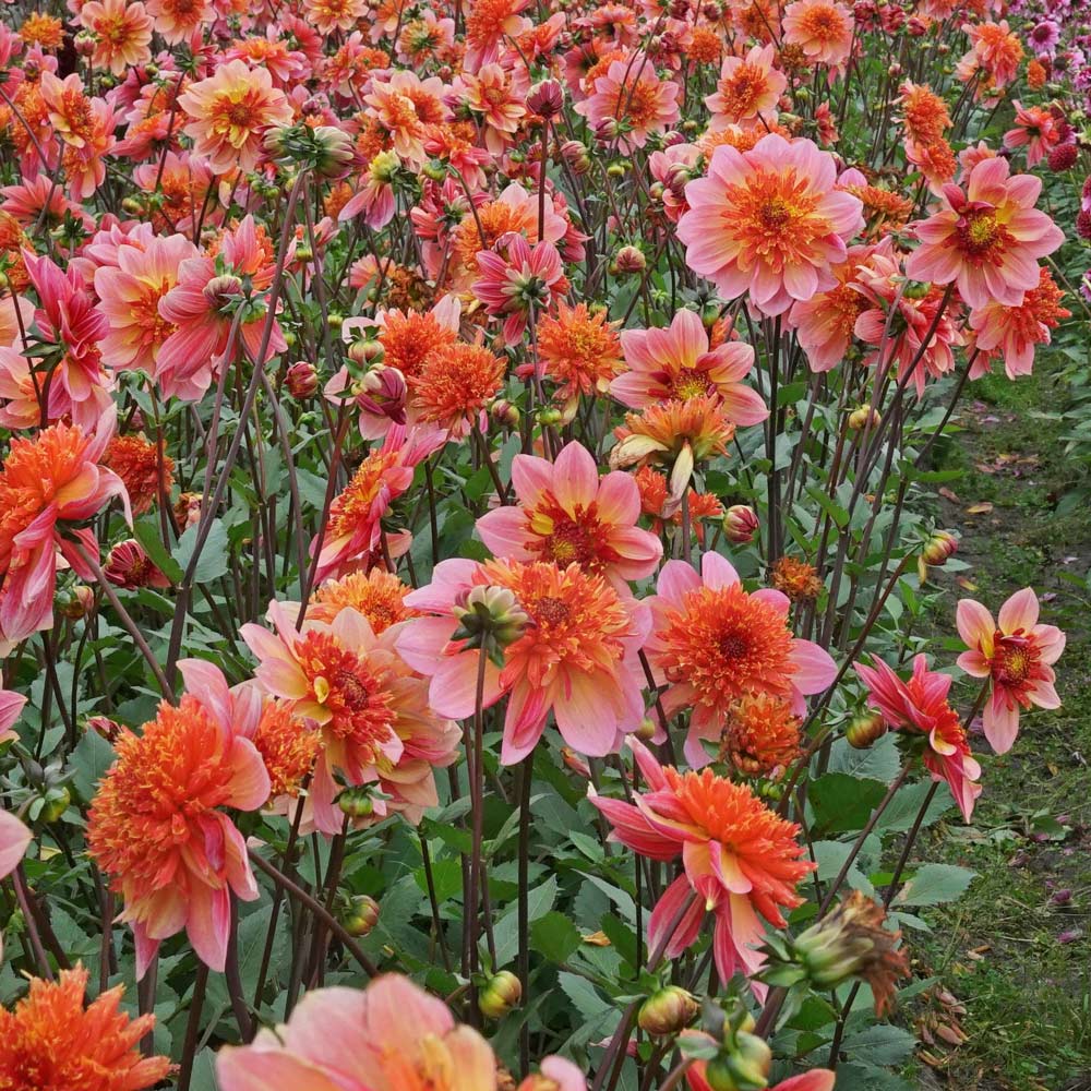 Dahlia Lava Glow
