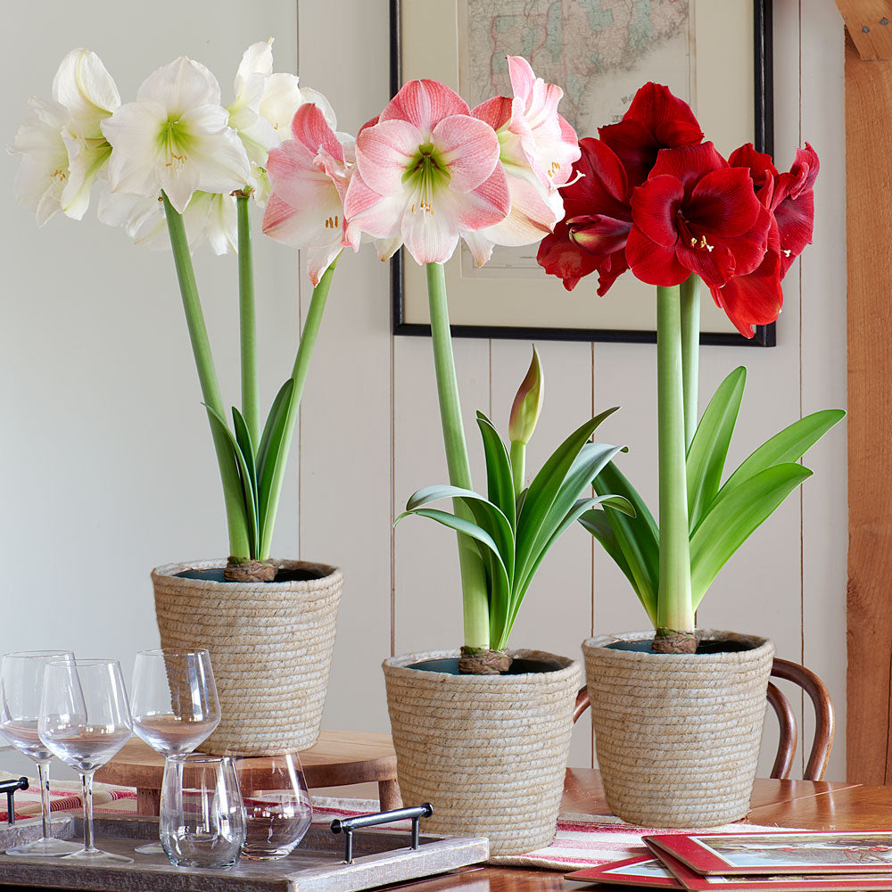 Three Months of Colorful Amaryllis, December - February