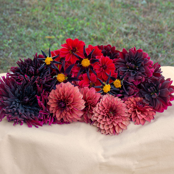 Red Drama Dahlia Collection