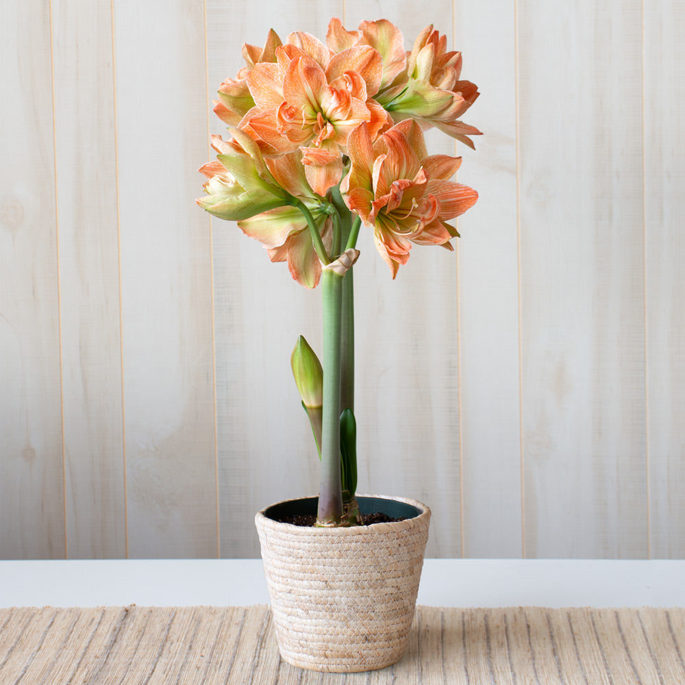 Amaryllis 'Exotic Nymph,' one bulb in natural jute basket