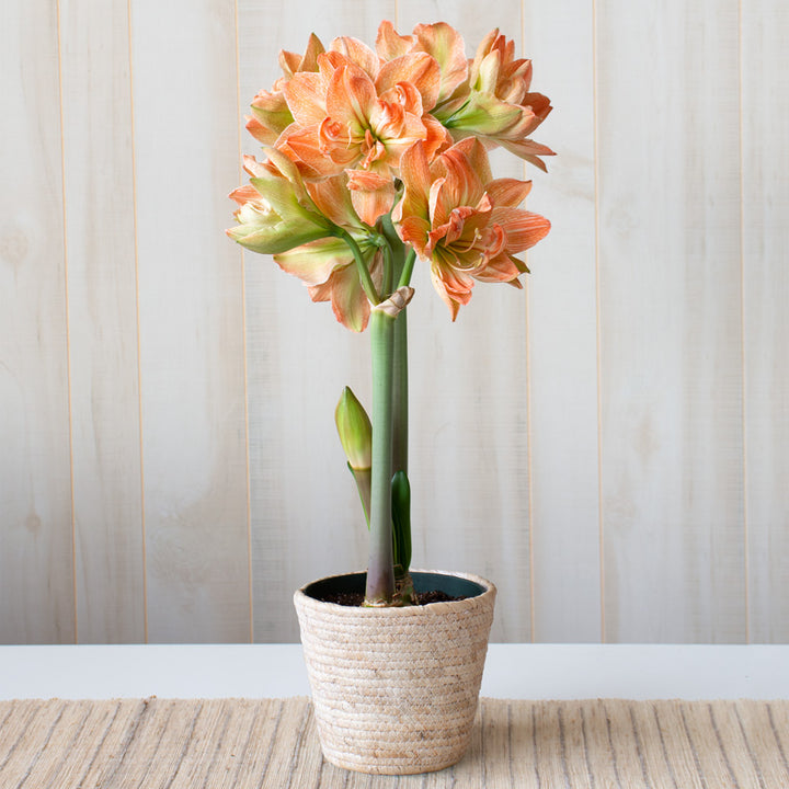 Amaryllis 'Exotic Nymph,' one bulb in natural jute basket