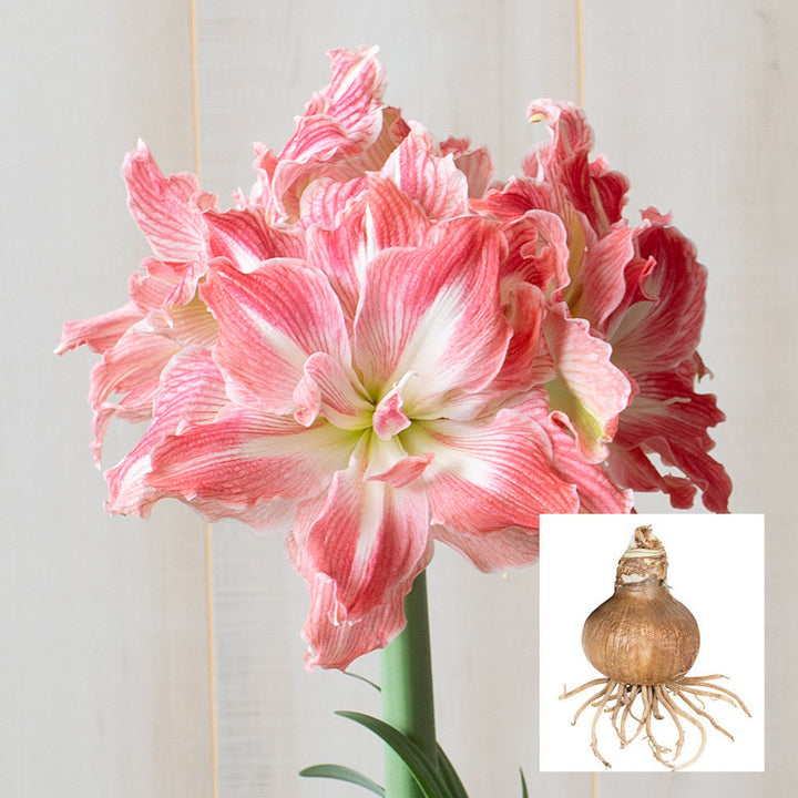 Amaryllis 'Pretty Nymph,' one bulb in linen bag
