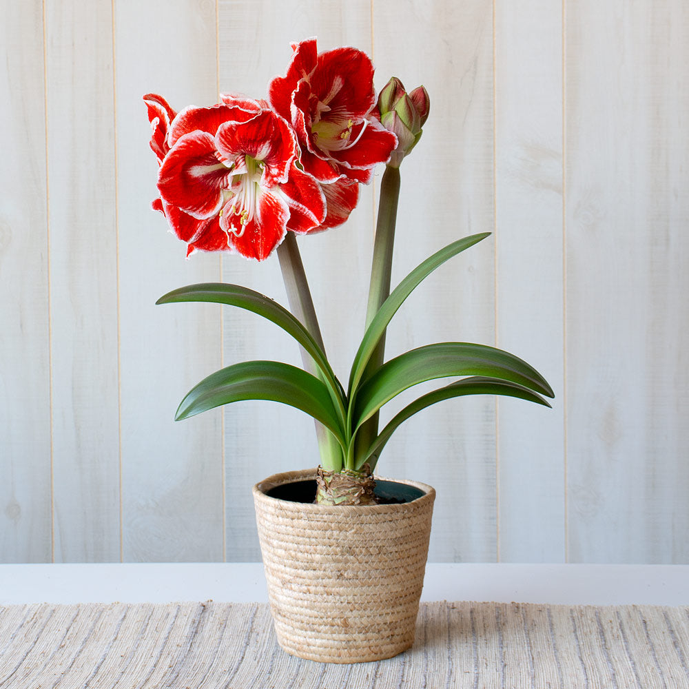 Amaryllis 'Samba,' one bulb in natural jute basket