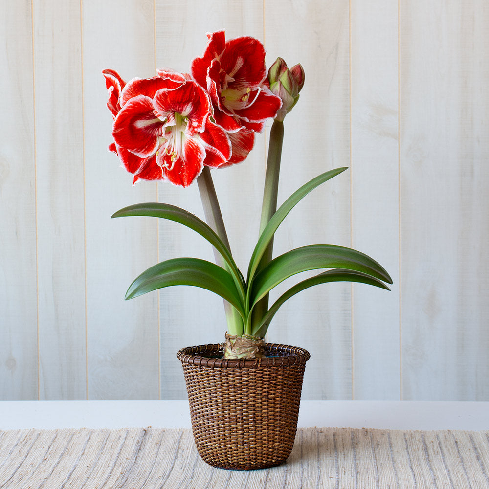 Amaryllis 'Samba,' one bulb in Nantucket basket