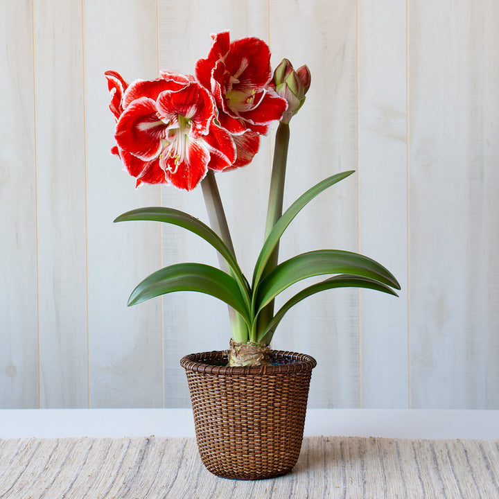 Amaryllis 'Samba,' one bulb in Nantucket basket