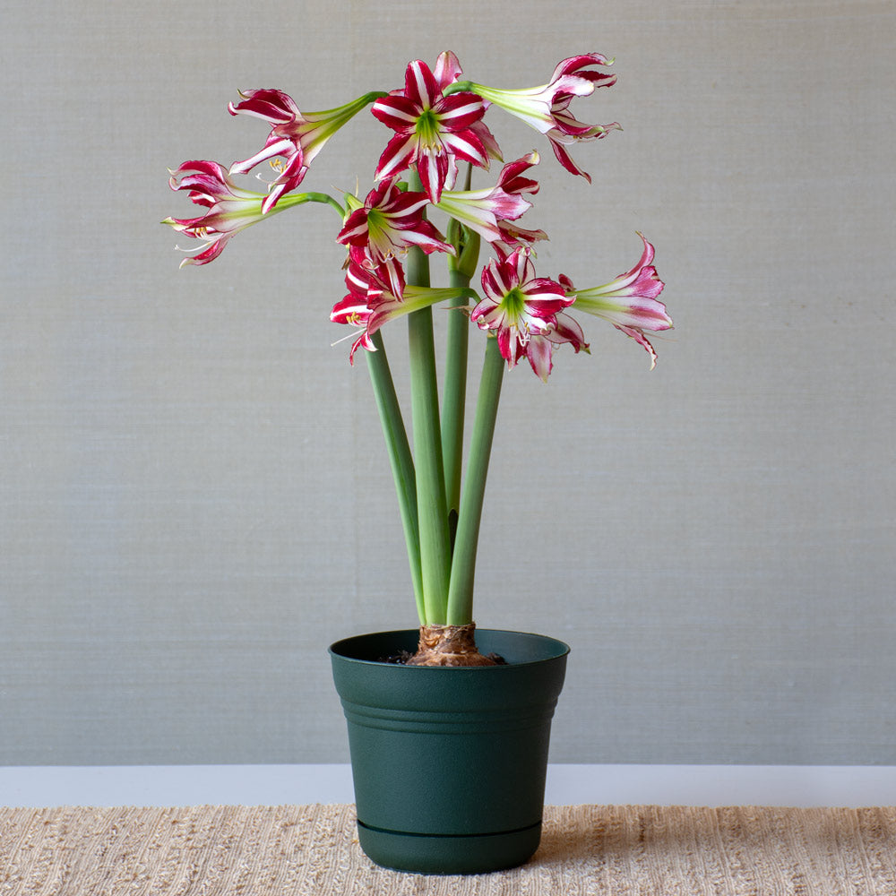 Amaryllis 'Santiago,' one bulb in nursery pot