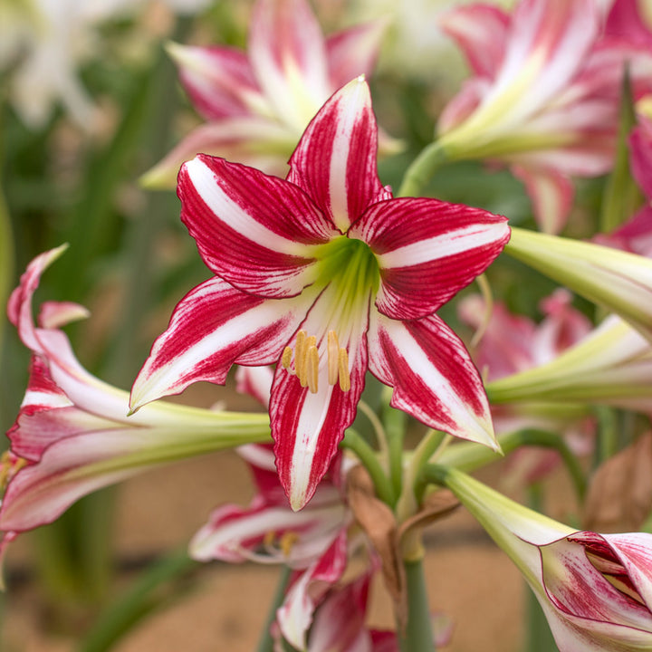 Amaryllis 'Santiago,' one bulb in red foil cachepot