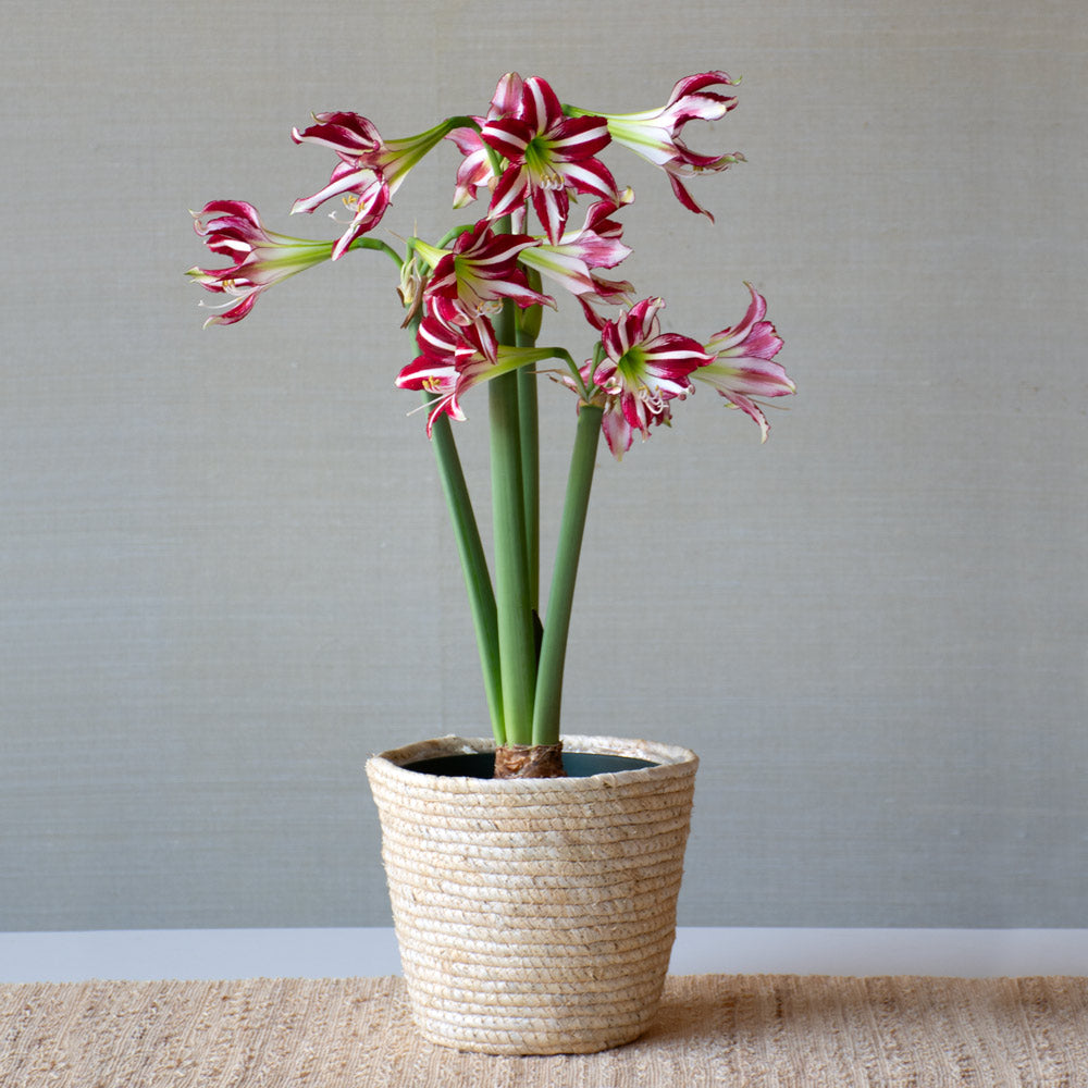 Amaryllis 'Santiago,' one bulb in natural jute basket