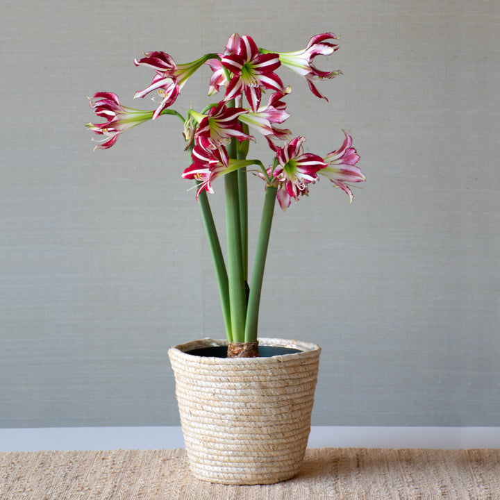 Amaryllis 'Santiago,' one bulb in natural jute basket