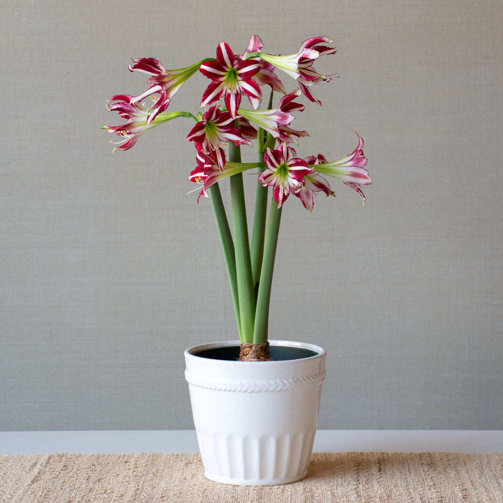 Amaryllis 'Santiago,' one bulb in white ceramic cachepot